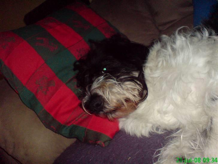 Tibetansk terrier basil - nøj hvor er jeg bare træt billede 18
