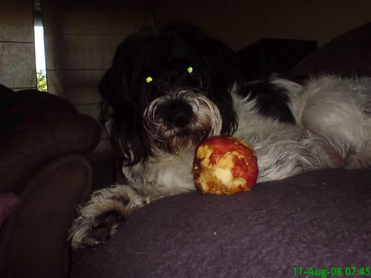 Tibetansk terrier basil - ups taget på fersk gerning taget mors æble billede 19