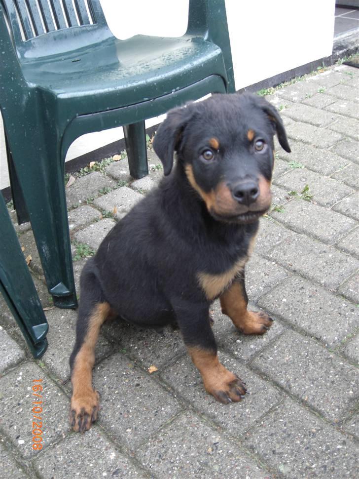 Rottweiler Tayson (aflivet d 1/7-09) billede 1