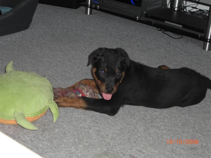 Rottweiler Tayson (aflivet d 1/7-09) billede 2