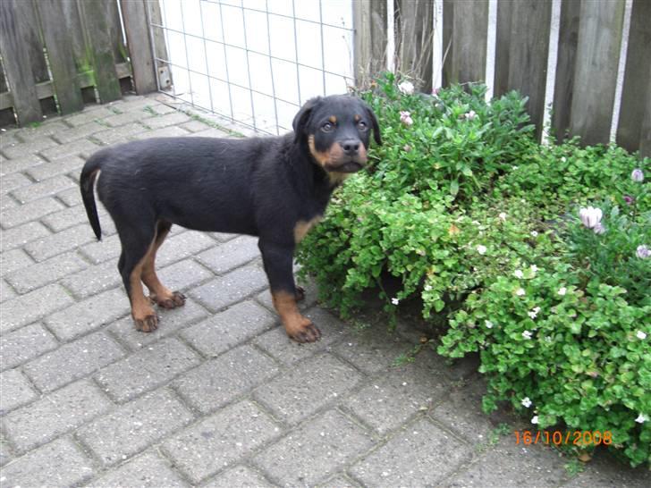 Rottweiler Tayson (aflivet d 1/7-09) billede 3