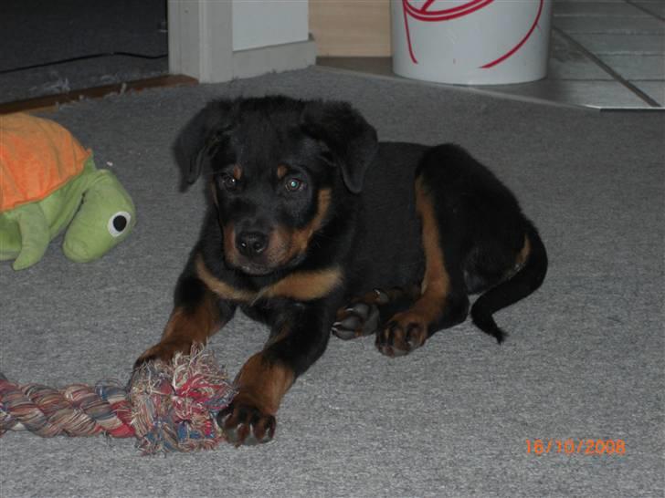 Rottweiler Tayson (aflivet d 1/7-09) billede 4