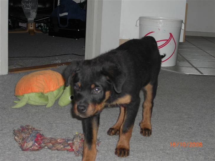 Rottweiler Tayson (aflivet d 1/7-09) billede 5