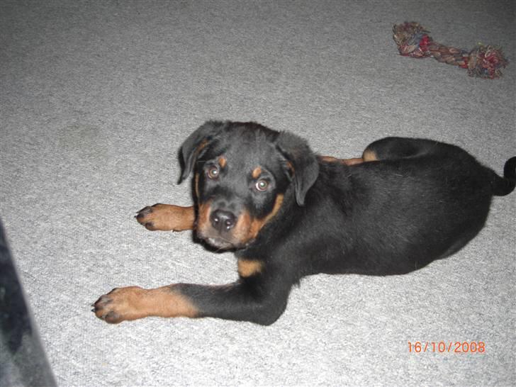 Rottweiler Tayson (aflivet d 1/7-09) billede 6