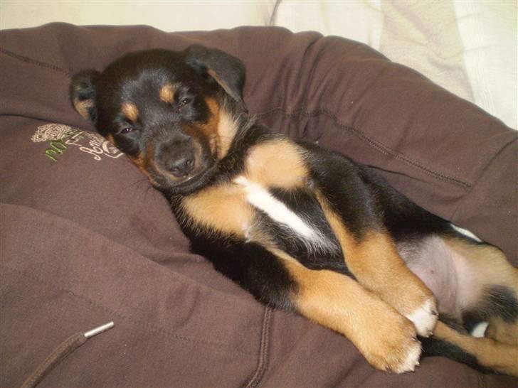 Blanding af racer Lilo - Mmm...hygge! billede 9