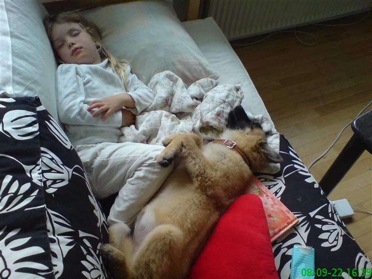 Belgisk hyrdehund Flicka - Angelina og Flicka. Angelina var træt efter en åbnevagt i børnehaven. billede 5