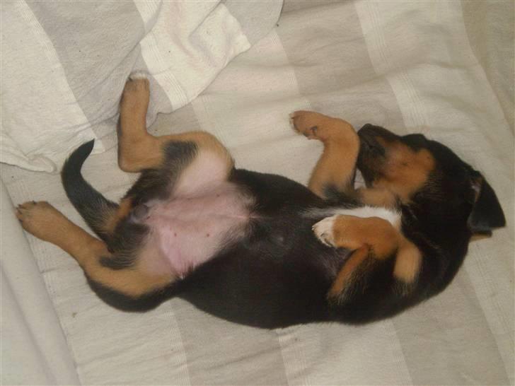 Blanding af racer Lilo - -Eller denne....Okay, jeg sover ikke hele tiden, men når jeg er vågen,er der så meget fart på mig, at man skal være hurtig på aftrækkeren ;) billede 10