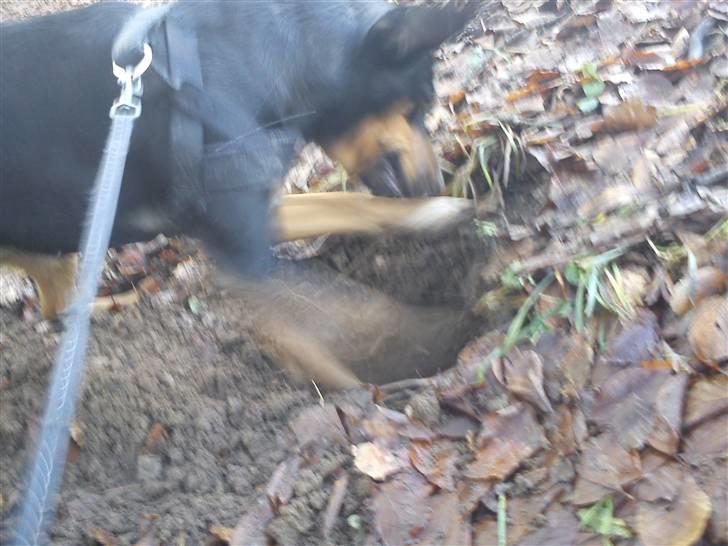 Blanding af racer Lilo - mon der er noget her  billede 11