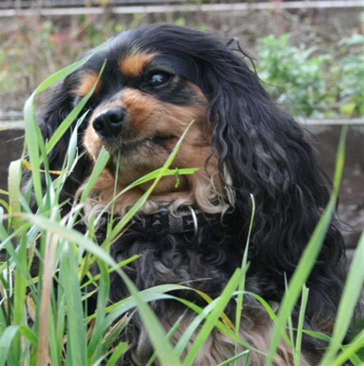 Cavalier king charles spaniel Zoya billede 6