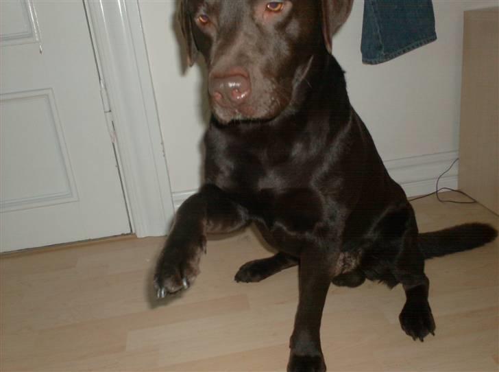 Labrador retriever sofus - R.I.P 15/10-16 - hej med jer billede 10