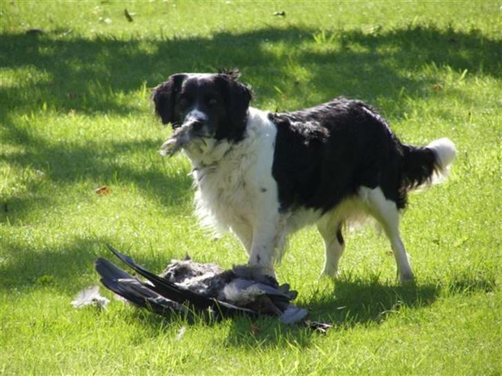 Blanding af racer Niki billede 1