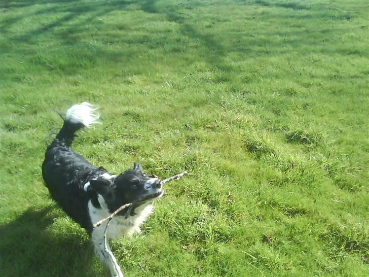 Blanding af racer Niki billede 2