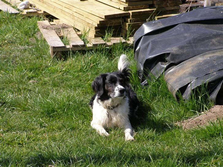 Blanding af racer Niki billede 3