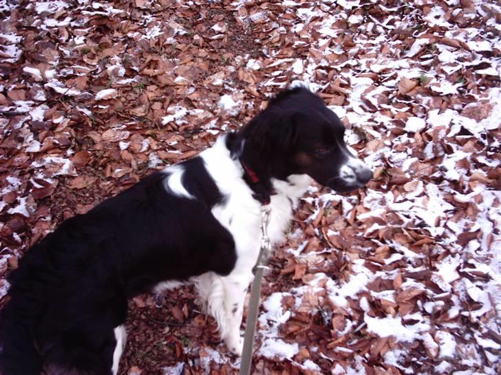 Blanding af racer Niki billede 4