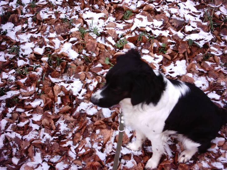 Blanding af racer Niki billede 5