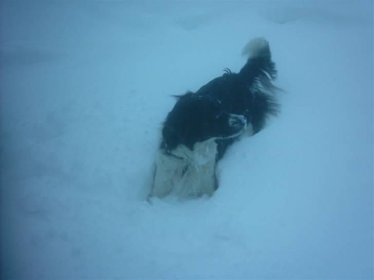 Blanding af racer Niki billede 6