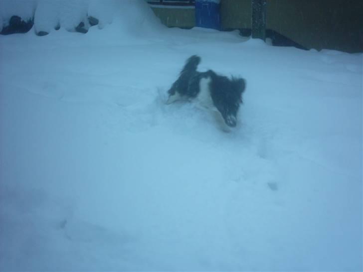 Blanding af racer Niki billede 7