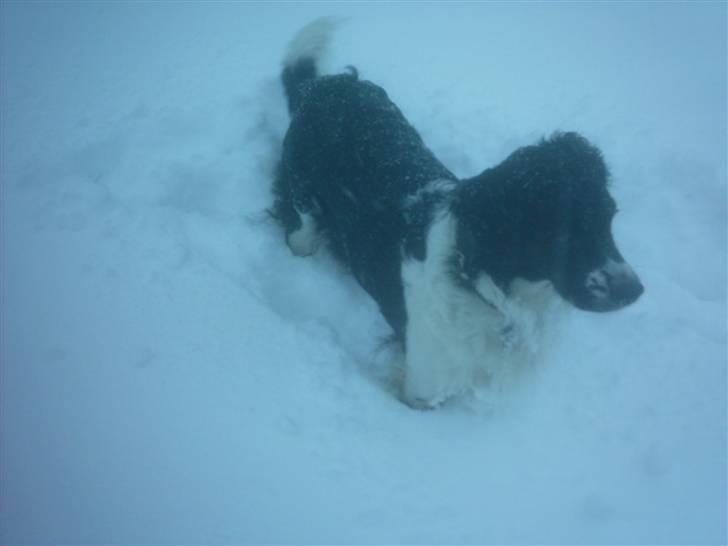 Blanding af racer Niki billede 8