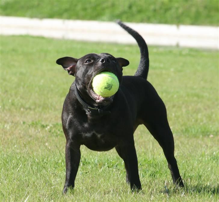 Staffordshire bull terrier Niels billede 8