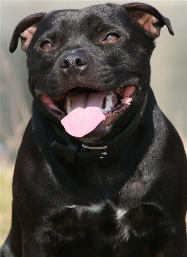 Staffordshire bull terrier Niels billede 9
