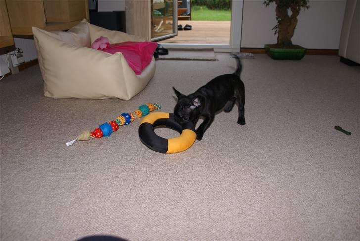 Fransk bulldog Chili - Selvom hun ikke er så stor er hun ikke bange for at give sig i kast med større ting. billede 4