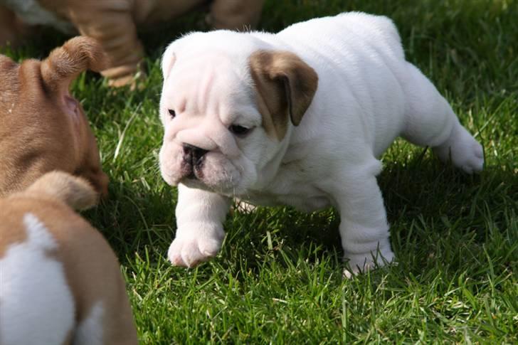 Engelsk bulldog Morgan - mens jeg stadig var lille billede 7