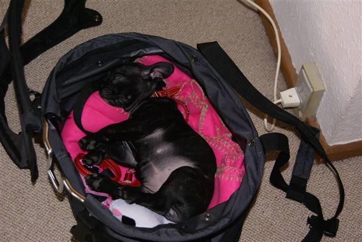 Fransk bulldog Chili - Chilis elskede cykelkurv den er altid go for en putter. billede 6