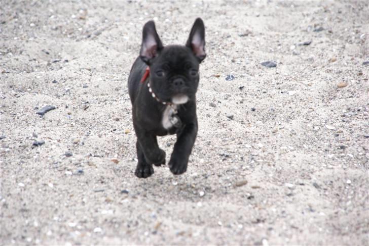 Fransk bulldog Chili - En tur på stranden er dejlig bare hun ikke skal i vandet, det for koldt. billede 7