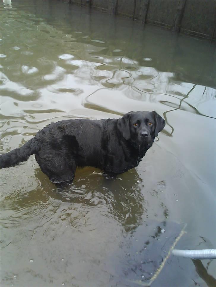 Labrador retriever Bianca billede 1