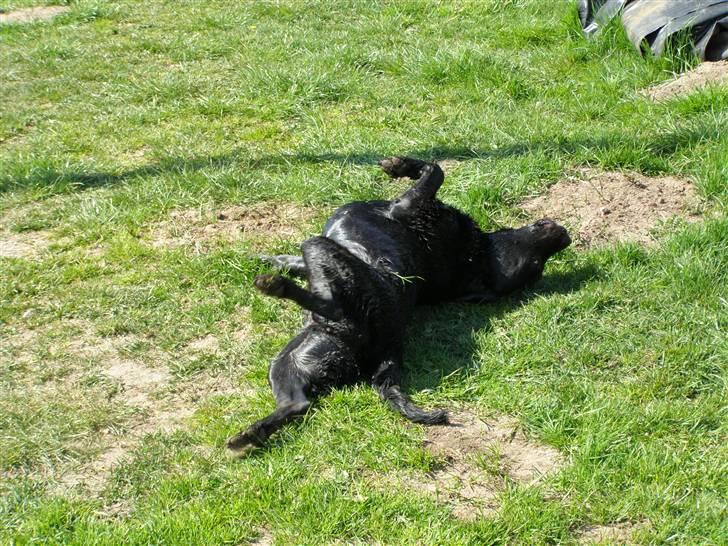 Labrador retriever Bianca billede 2