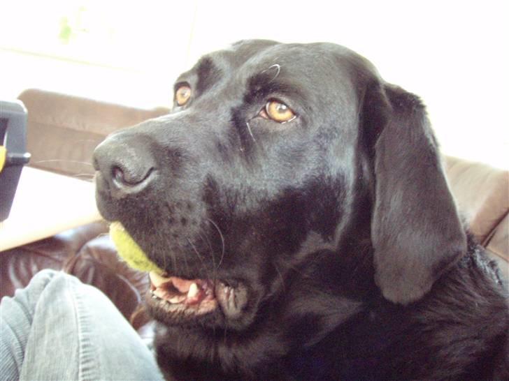 Labrador retriever Bianca billede 3