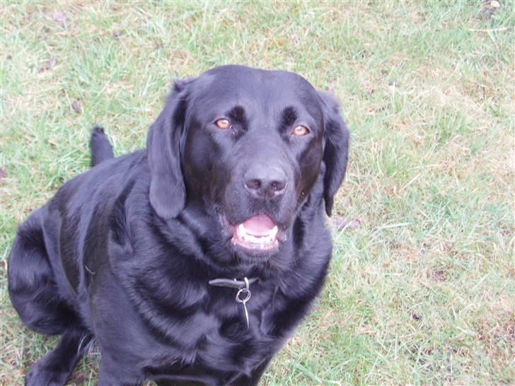 Labrador retriever Bianca billede 4