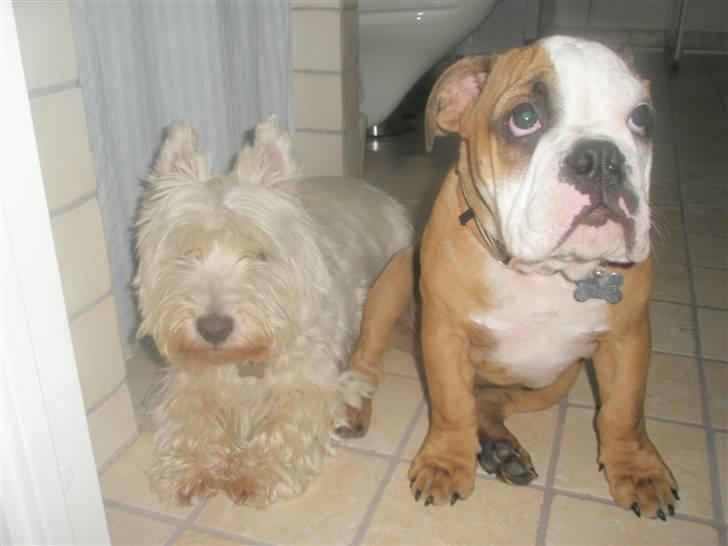 Engelsk bulldog Loui billede 6