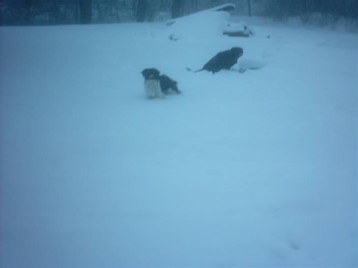 Labrador retriever Bianca billede 5