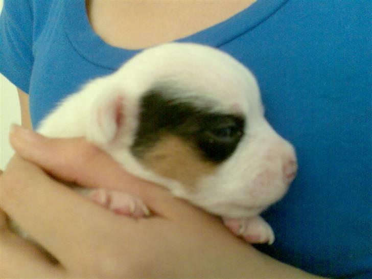 Jack russell terrier Joker - Joker. Dagen efter at han havde fået Øjne så han ser lidt sjov ud Hee... billede 1