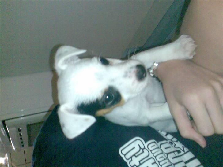 Jack russell terrier Joker - Joker. 8 Uger Gammel i sofaen. billede 2