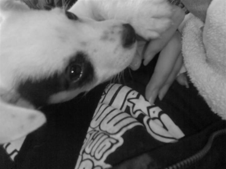 Jack russell terrier Joker - joker. I Bilen på vej hjem fra ringe. :) billede 3