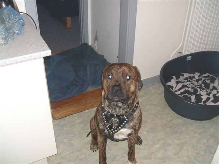 Amerikansk staffordshire terrier laban - venter på at skal ud og billede 1