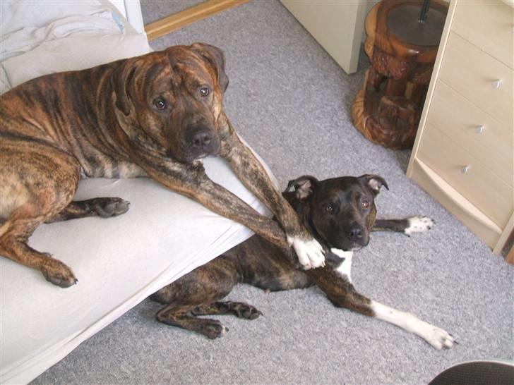 Amerikansk staffordshire terrier laban - mig og søster billede 2