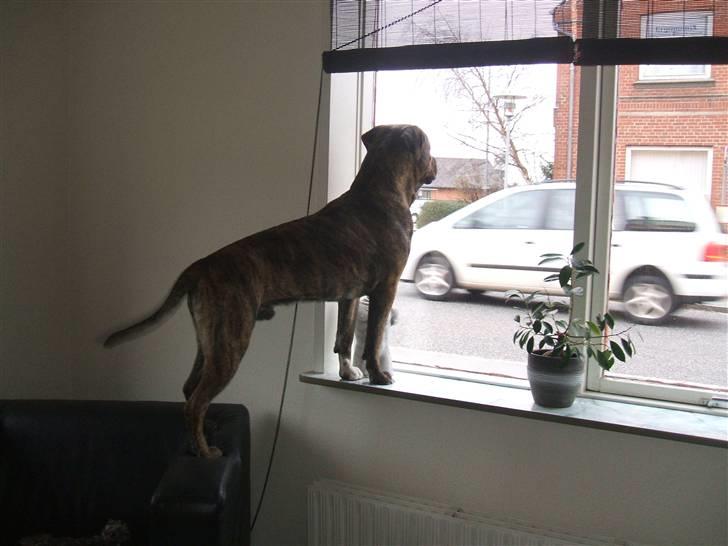 Amerikansk staffordshire terrier laban - kigger ud billede 3