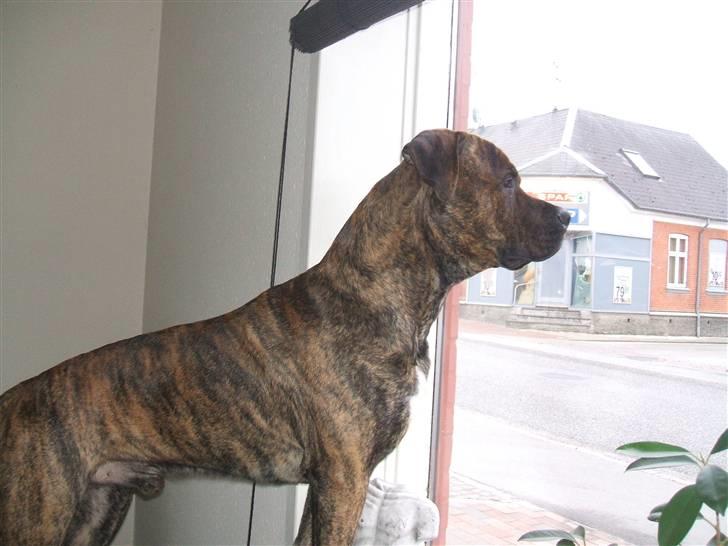 Amerikansk staffordshire terrier laban - kan se en sød hund billede 4