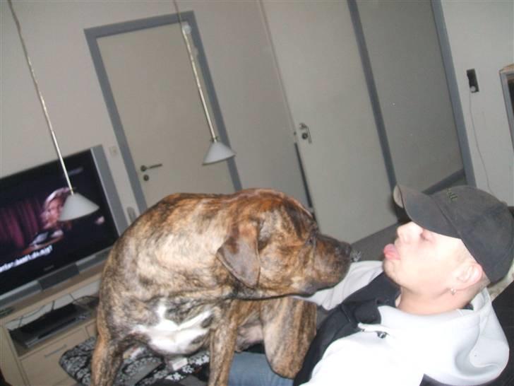 Amerikansk staffordshire terrier laban - elsker og slik martin billede 6