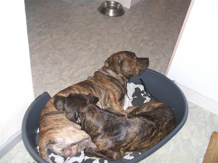 Amerikansk staffordshire terrier laban - tager lige en lur med søster billede 7