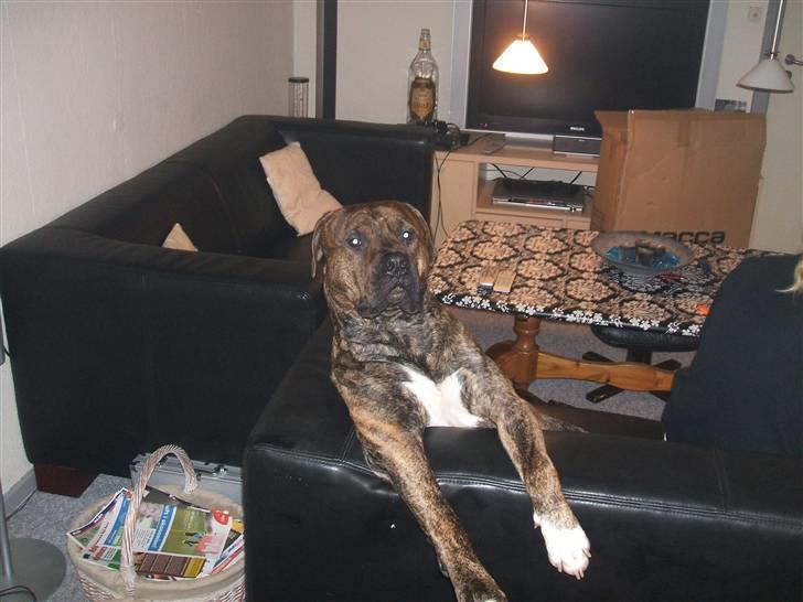 Amerikansk staffordshire terrier laban - lige vågnet billede 10