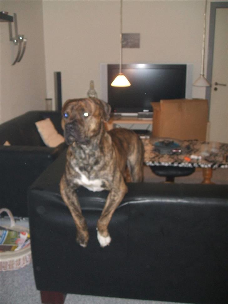 Amerikansk staffordshire terrier laban - næsten frisk billede 11