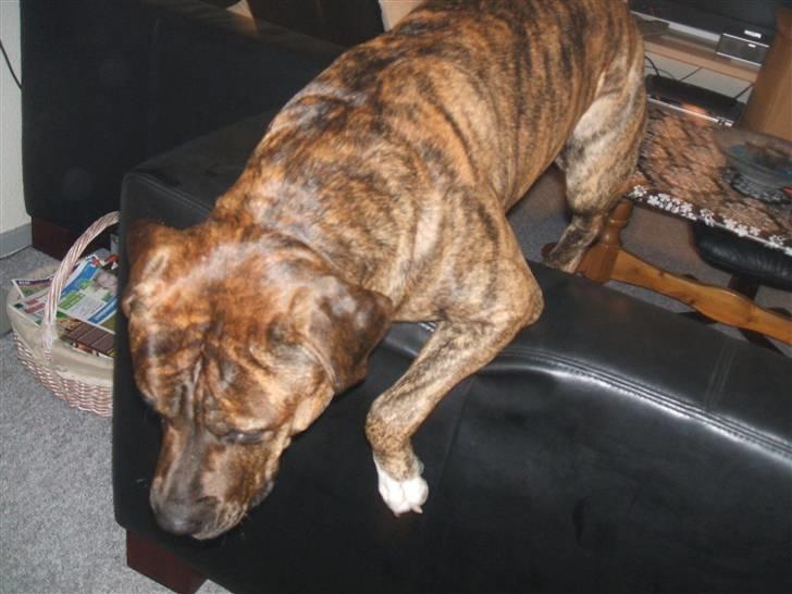 Amerikansk staffordshire terrier laban - på vej ned billede 12