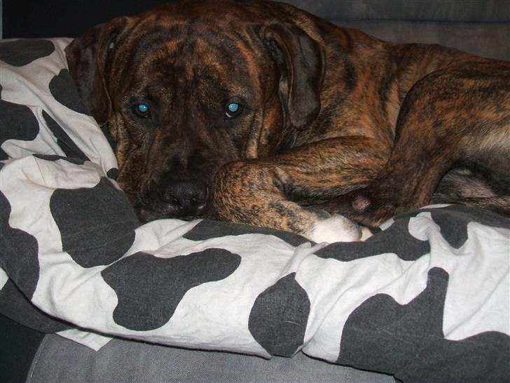 Amerikansk staffordshire terrier laban - slapper af billede 13