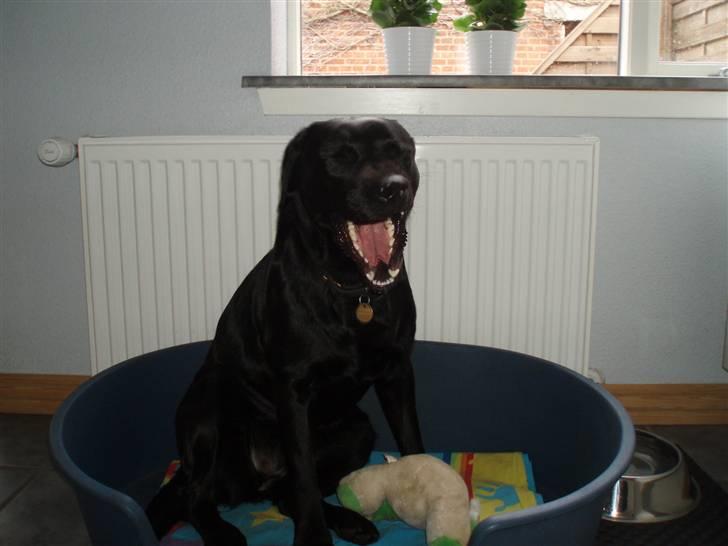 Labrador retriever Donna - Ihh hvor er jeg bare træt(; billede 13