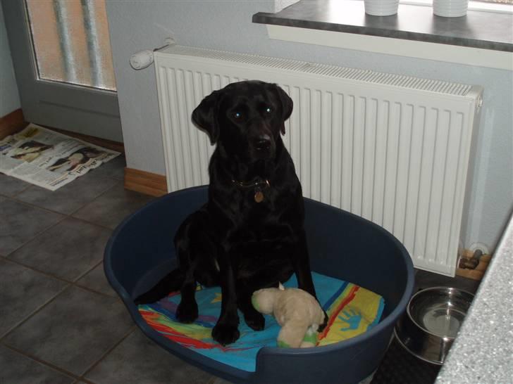 Labrador retriever Donna - Er du snart færdig med at tage billeder hva´?(: billede 14