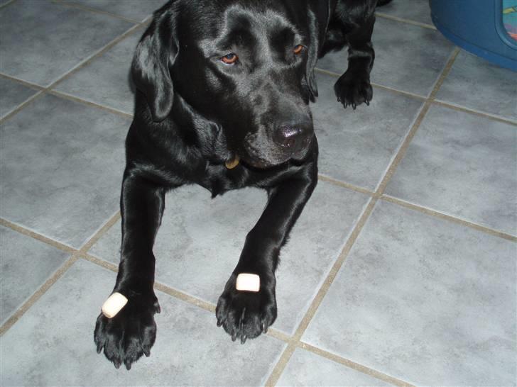 Labrador retriever Donna - Må jeg ikke godt snart spise de hundekiks(; billede 15